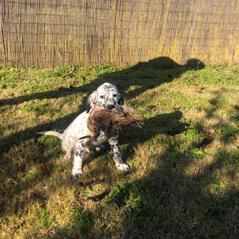 pensione per cani