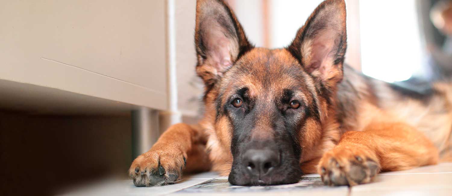 Centro cinofilo e pensione per cani