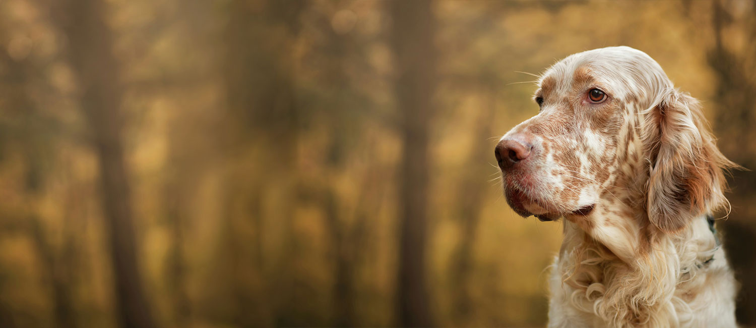 Centro cinofilo e pensione per cani