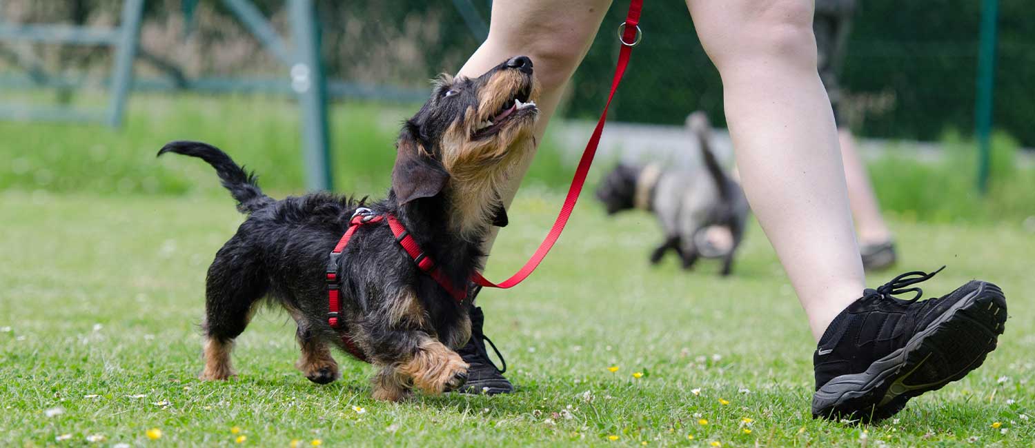 Centro cinofilo e pensione per cani