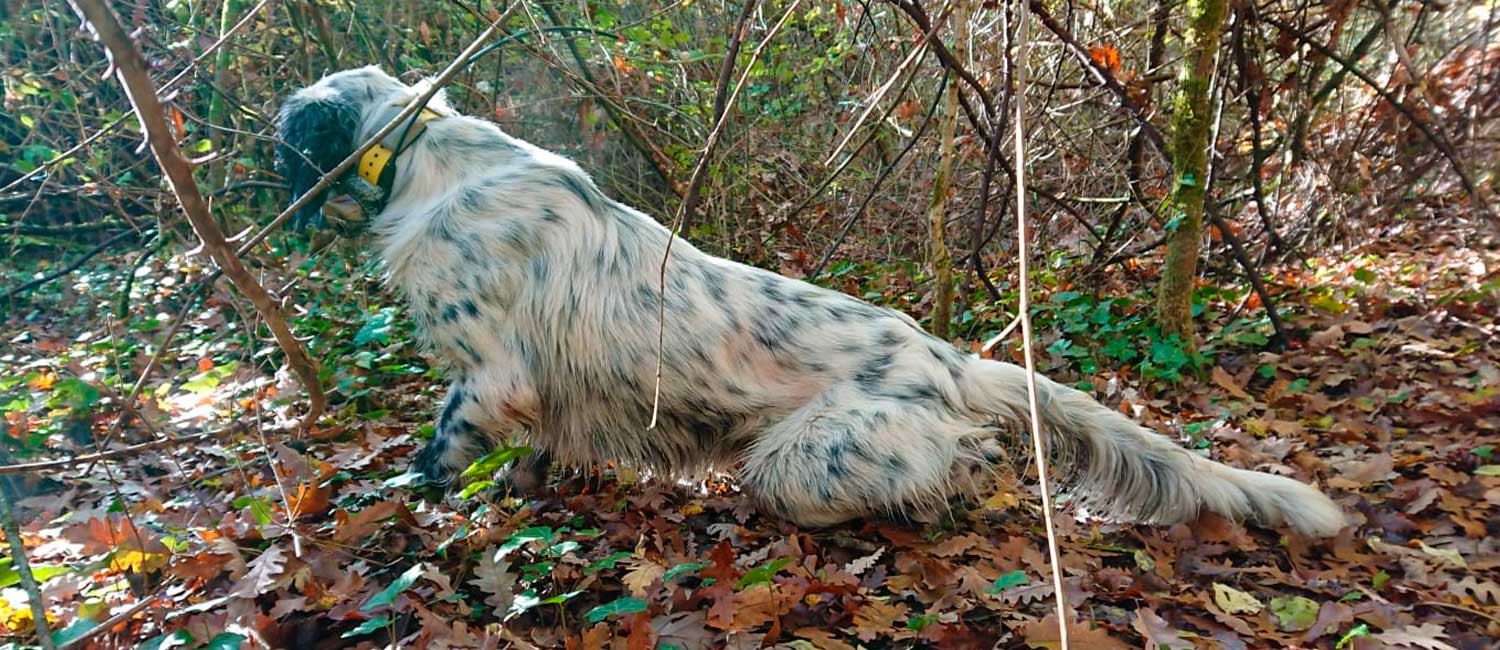 Centro cinofilo e pensione per cani